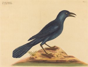 The Purple Jack Daw