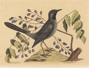 The Red Legged Thrush