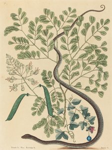 The Spotted Ribbon Snake Coluber nebulosus, published 1731-1743 by Mark Catesby