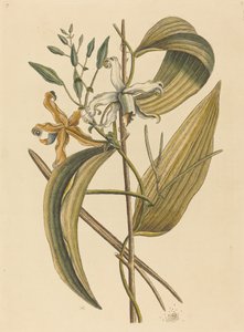 The Vanelloe Epidendrum Vanilla
