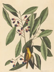 The Yellow Titmouse