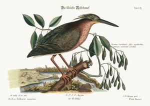 The small Bittern, 1749-73 by Mark Catesby