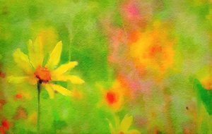 After the Rain, a Summer Day