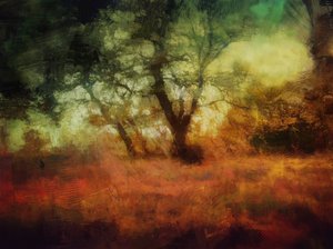 Woods at Calke Abbey
