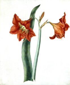Amaryllis by Martha Tuthill