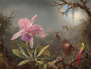 Cattleya Orchid and Three Hummingbirds by Martin Johnson Heade