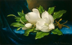 Giant Magnolias on a Blue Velvet Cloth