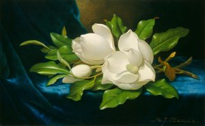 Giant Magnolias on a Blue Velvet Cloth