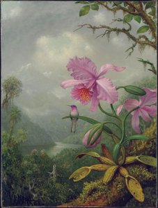Hummingbird Perched on an Orchid Plant