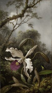Hummingbird with White Orchid