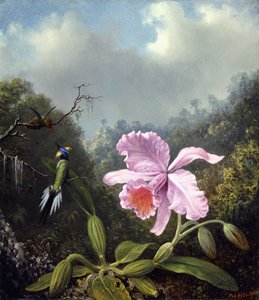 Still Life with Orchid and Pair of Hummingbirds