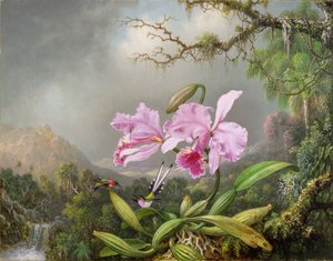 Study of an Orchid, 1872