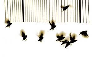 Starlings, 2003 by Martin Mossop