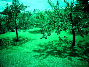 Apple Trees