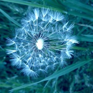 Dandelion