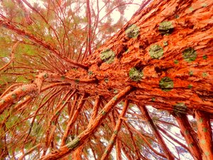 Dotted Sequoia