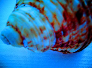 Shell