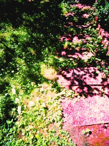 Prince and Princess or Grass and Garden Path