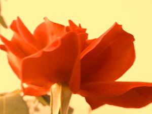 Digital Rose by Martina Konitzky