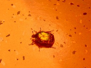 Rose Chafer