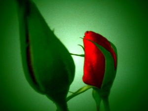Red Green
