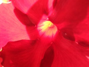 Red Blossom