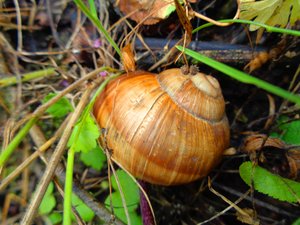 Digital Snail