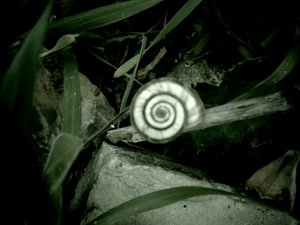 Snail Shell