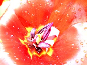 Tulip