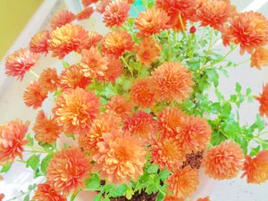 chrysanthemums2