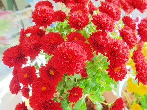 chrysanthemums3
