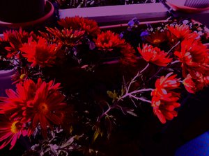 chrysanthemums4