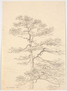 A Pine Tree by Martinus Rørbye