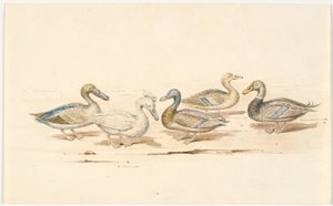 Studies of Various Types of Ducks by Martinus Rørbye