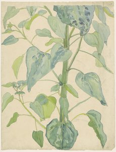 Stalk and Leaves of a Sunflower by Martinus van Andringa