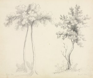 Studies of Upas and Maple Trees by Mary Altha Nims