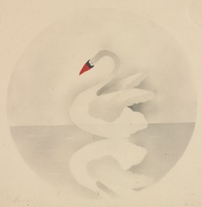 Swan
