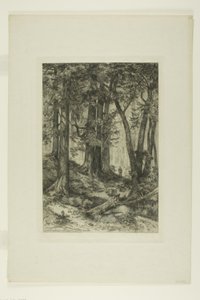 A California Forest