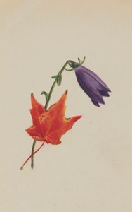 (Untitled) by Mary Vaux Walcott