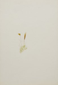 (Untitled)
