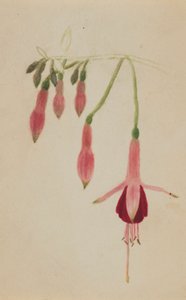 Untitled - Flower Study by Mary Vaux Walcott