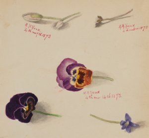 Untitled - Flower Study by Mary Vaux Walcott