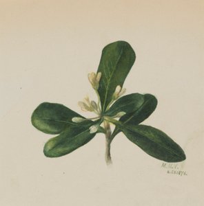 Untitled - Flower Study