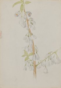 Untitled - Flower Study