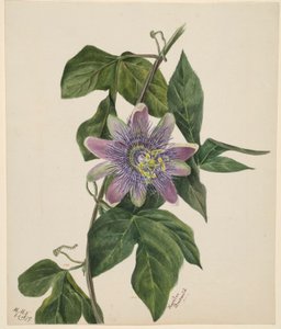 Flower Study