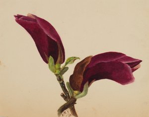 (Untitled--Flower Study) by Mary Vaux Walcott