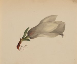 Untitled (Flower Study) by Mary Vaux Walcott