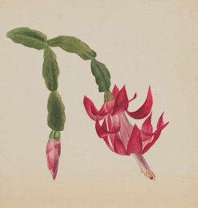 Untitled (Flower Study) by Mary Vaux Walcott