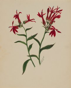 Untitled (Flower Study)