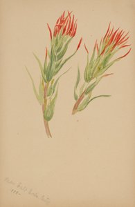 Plant Study by Mary Vaux Walcott